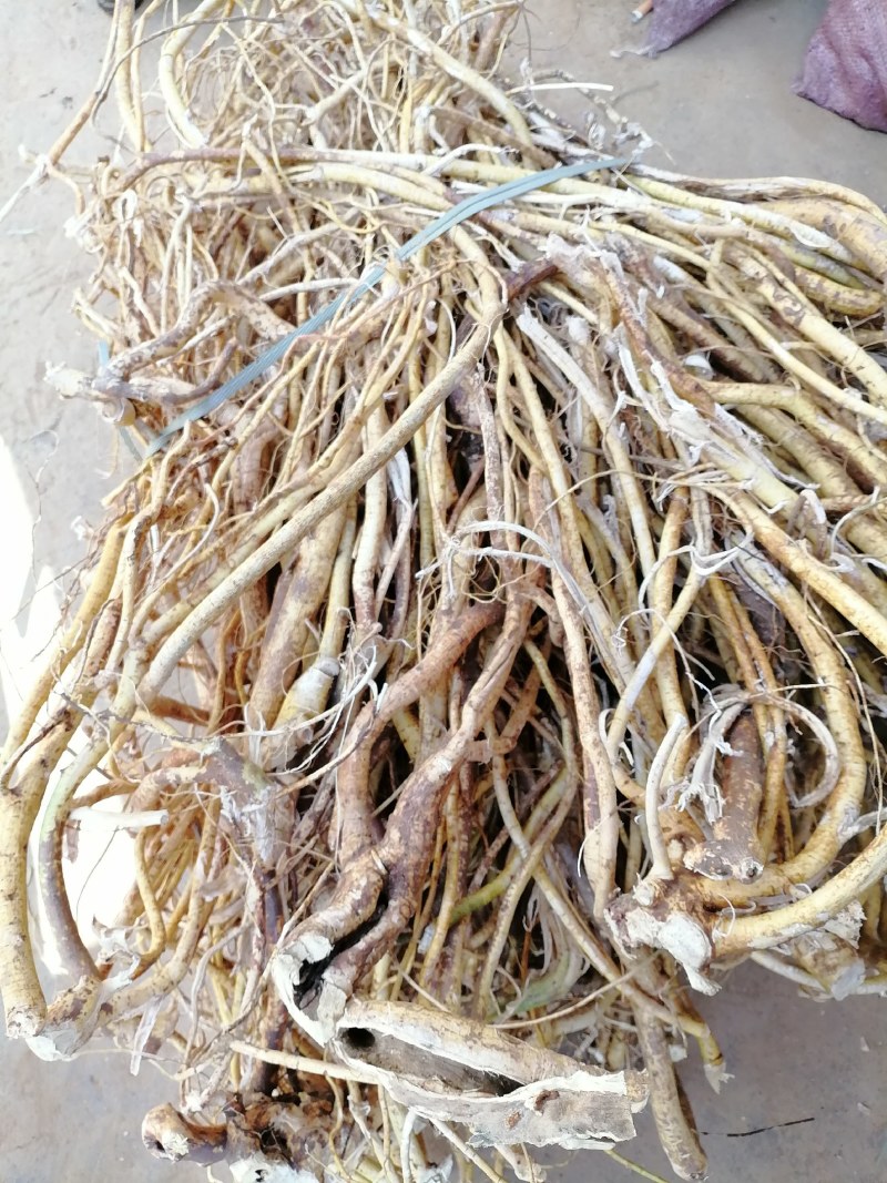 野生五指毛桃新鲜货不带头，一手货源