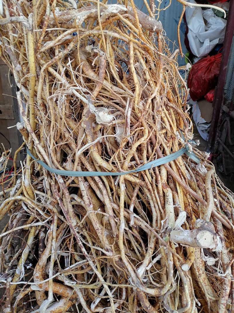 野生五指毛桃新鲜货不带头，一手货源