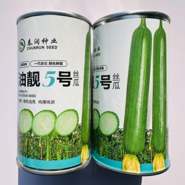 短棒油亮香丝瓜种子油靓5号香丝瓜种子早熟油绿丝瓜种籽