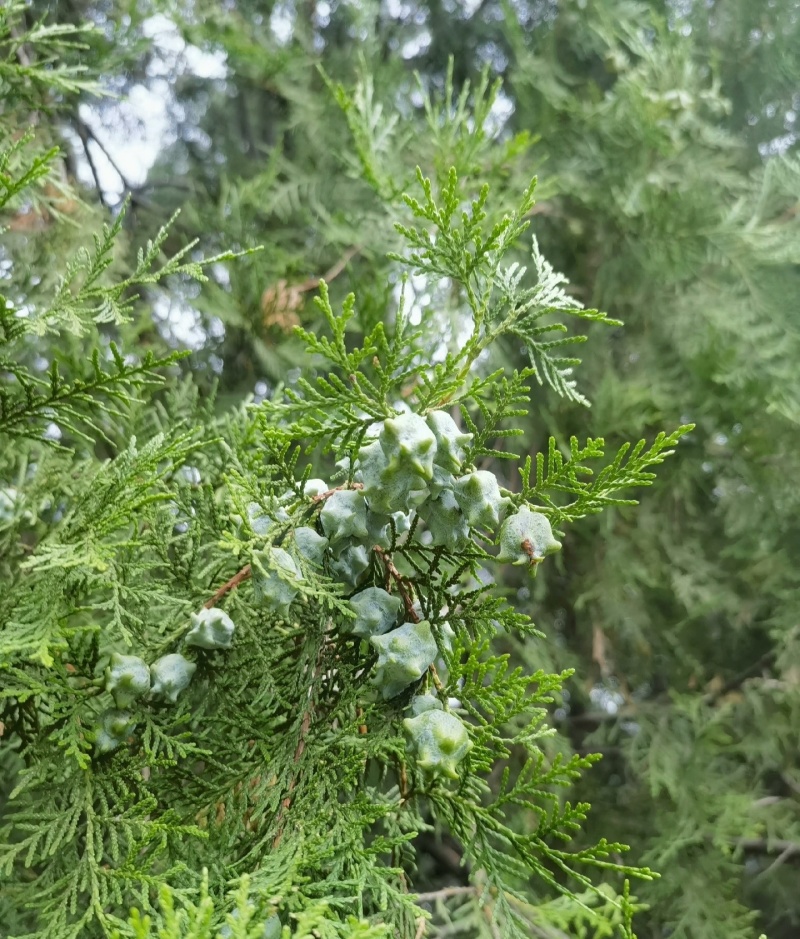 伏牛山野侧柏果，干货，量大价格可谈，可长期供货。