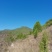 伏牛山野侧柏果，干货，量大价格可谈，可长期供货。