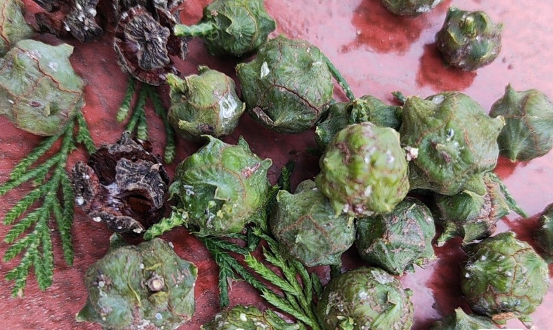 伏牛山野侧柏果，干货，量大价格可谈，可长期供货。