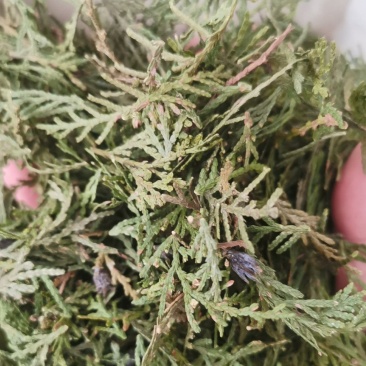 伏牛山野侧柏叶，干货，量大价格可谈，可长期供货。