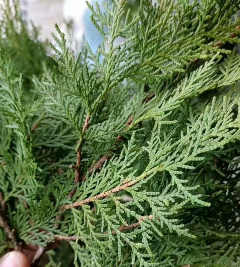 伏牛山野侧柏叶，干货，量大价格可谈，可长期供货。