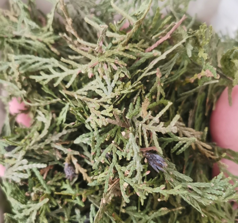 伏牛山野侧柏叶，干货，量大价格可谈，可长期供货。