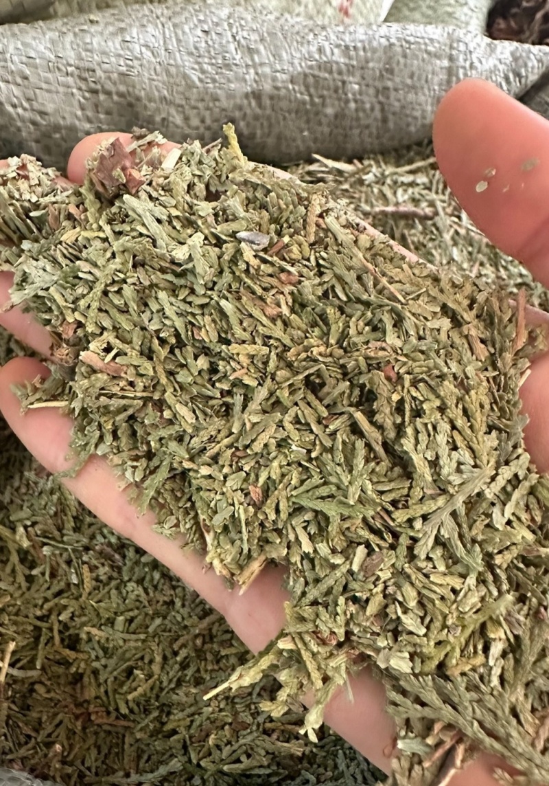 伏牛山野侧柏叶，干货，量大价格可谈，可长期供货。