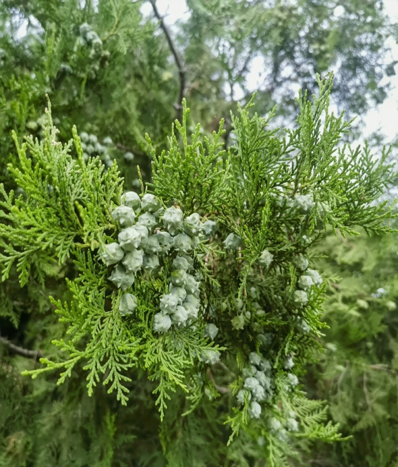 伏牛山野侧柏叶，干货，量大价格可谈，可长期供货。