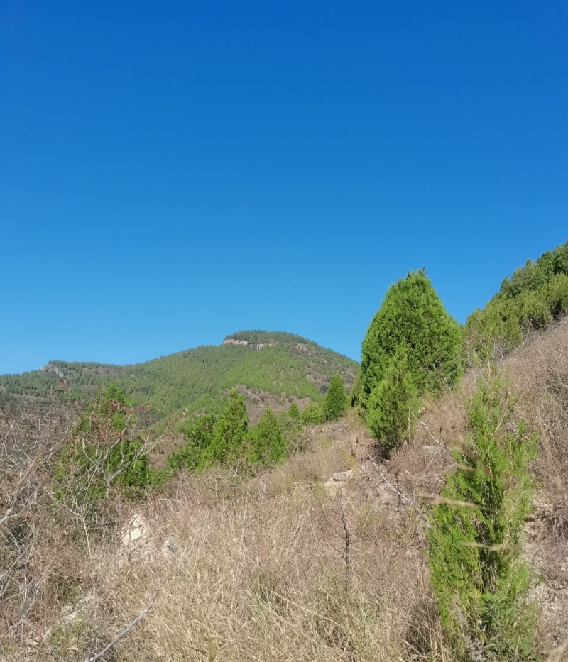 伏牛山野侧柏叶，干货，量大价格可谈，可长期供货。