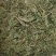 伏牛山野侧柏叶，干货，量大价格可谈，可长期供货。