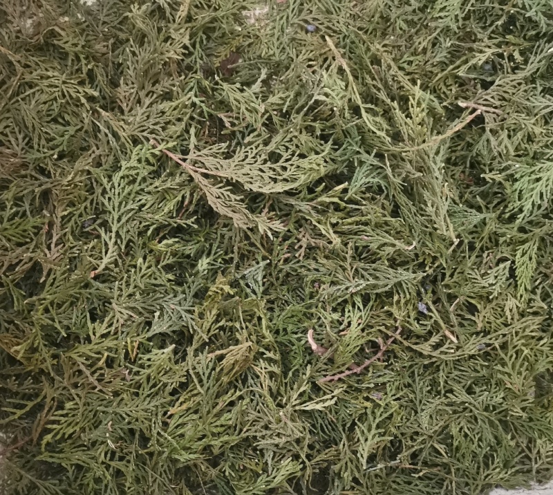伏牛山野侧柏叶，干货，量大价格可谈，可长期供货。