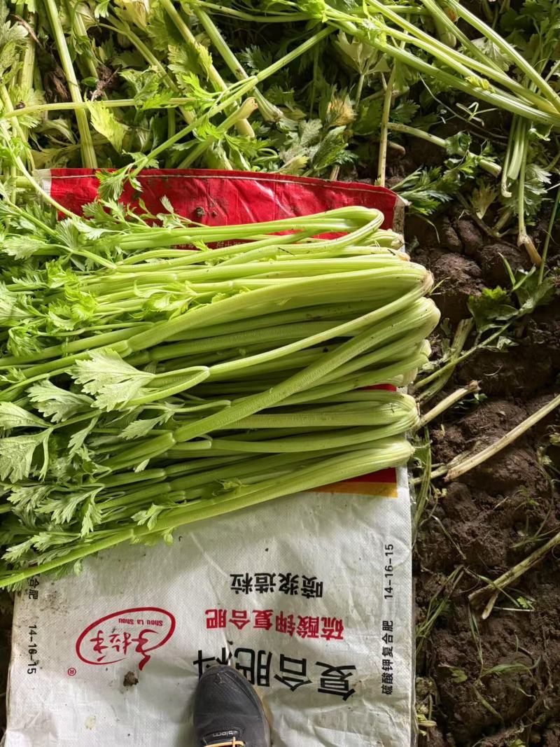 精品西芹品质保证一手货源量大从优欢迎来电洽谈