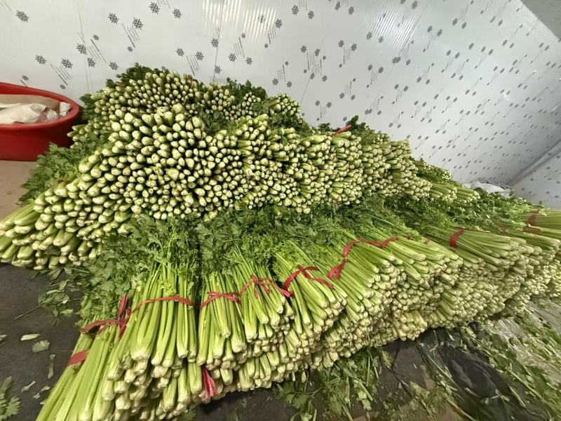 精品西芹品质保证一手货源量大从优欢迎来电洽谈