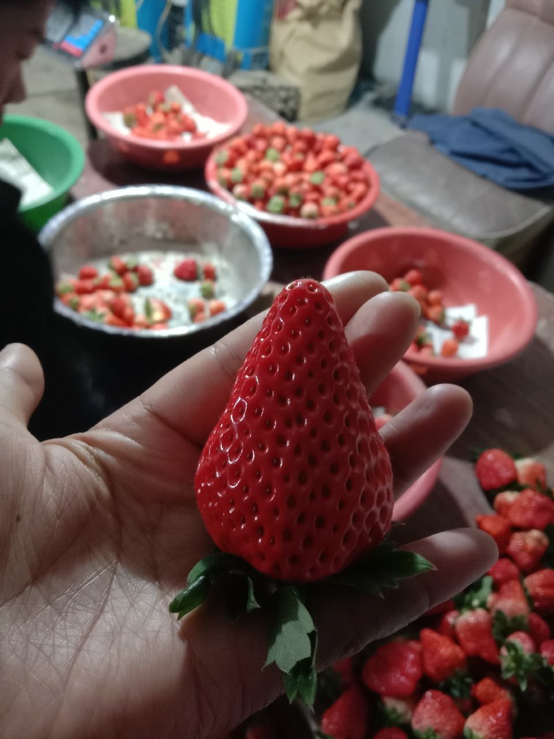 阳光下的草莓鲜美红嫩，一口咬下，甜美瞬间弥漫。