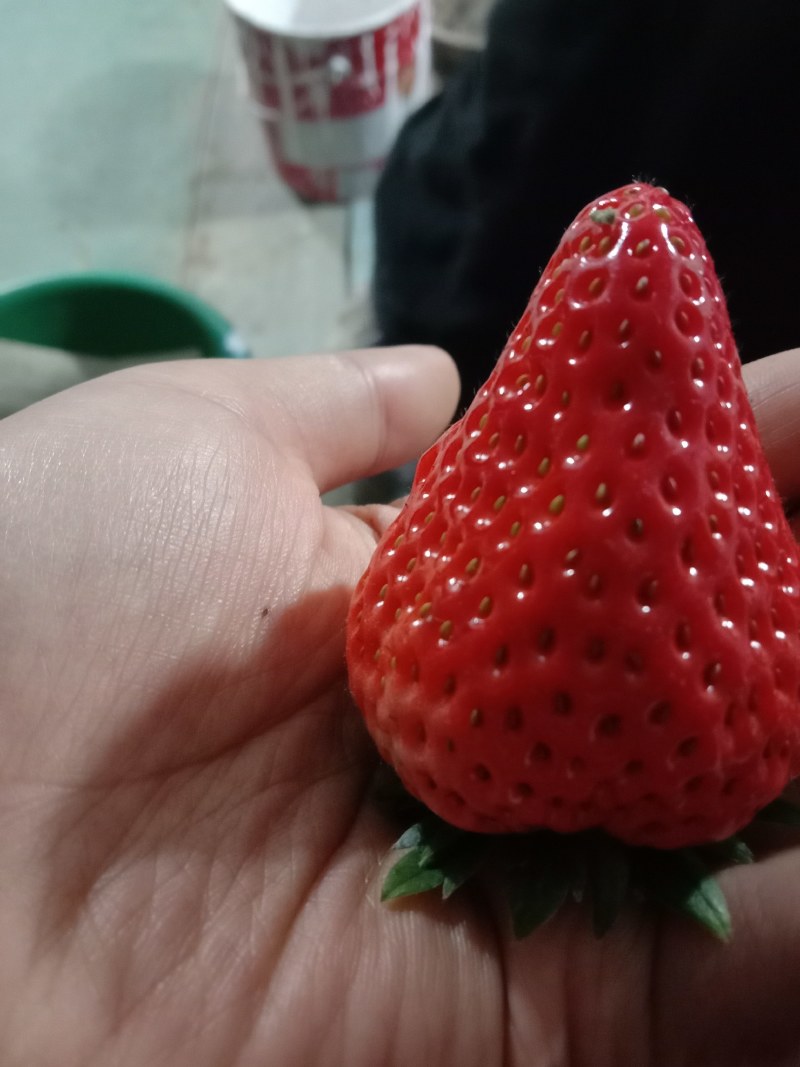 阳光下的草莓鲜美红嫩，一口咬下，甜美瞬间弥漫。