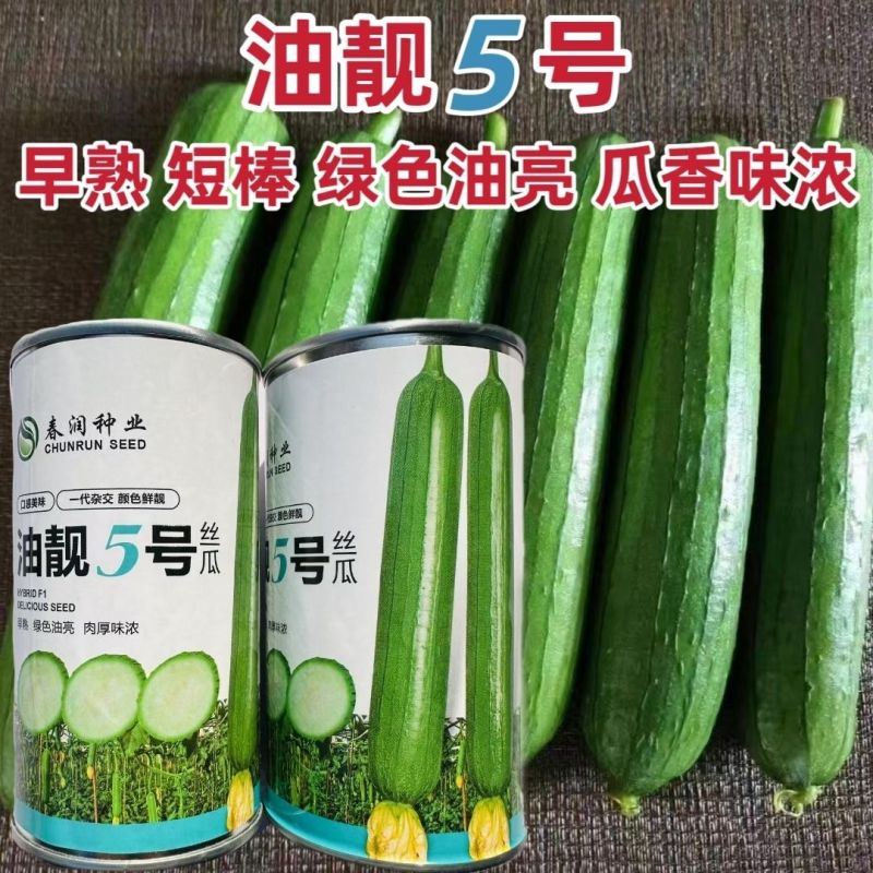 春润油亮丝瓜油靓5号丝瓜种子早熟短棒油亮香丝瓜种子高产瓜