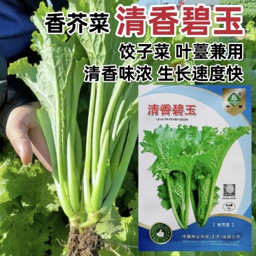 中蔬清香碧玉香芥菜种子饺子菜种籽春秋特色四季阳台蔬菜