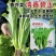 中蔬清香碧玉香芥菜种子饺子菜种籽春秋特色四季阳台蔬菜
