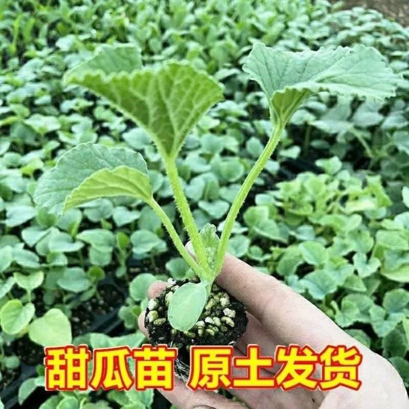 绿宝甜瓜苗直颗嫁接苗苗场直发