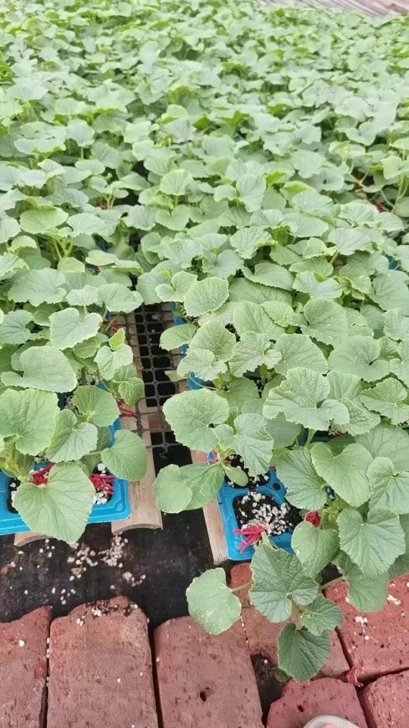 绿宝甜瓜苗直颗嫁接苗苗场直发