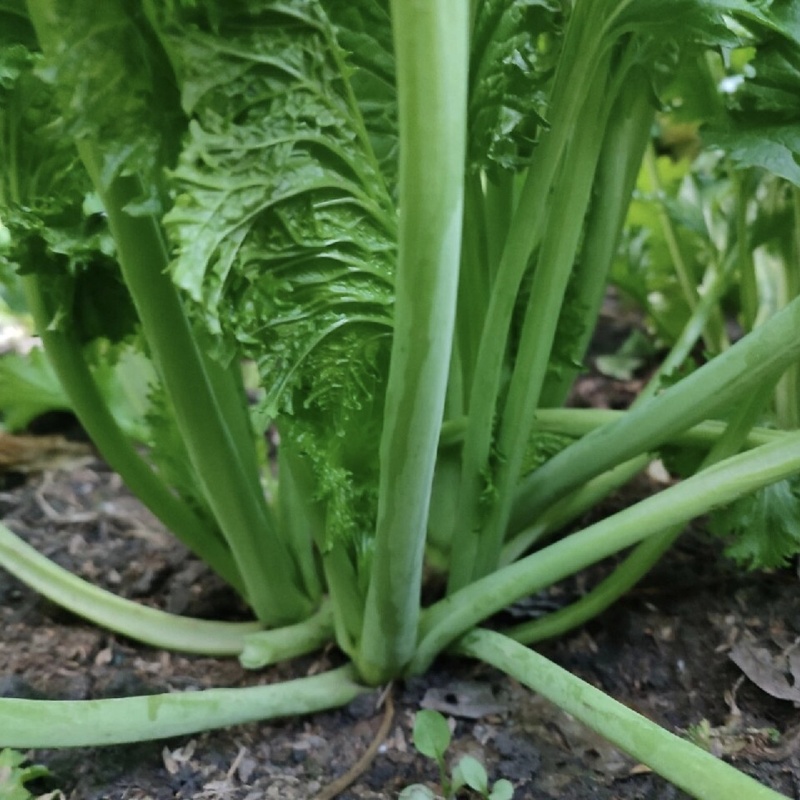 中蔬清香碧玉香芥菜种子饺子菜种籽春秋特色四季阳台蔬菜