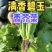 中蔬清香碧玉香芥菜种子饺子菜种籽春秋特色四季阳台蔬菜