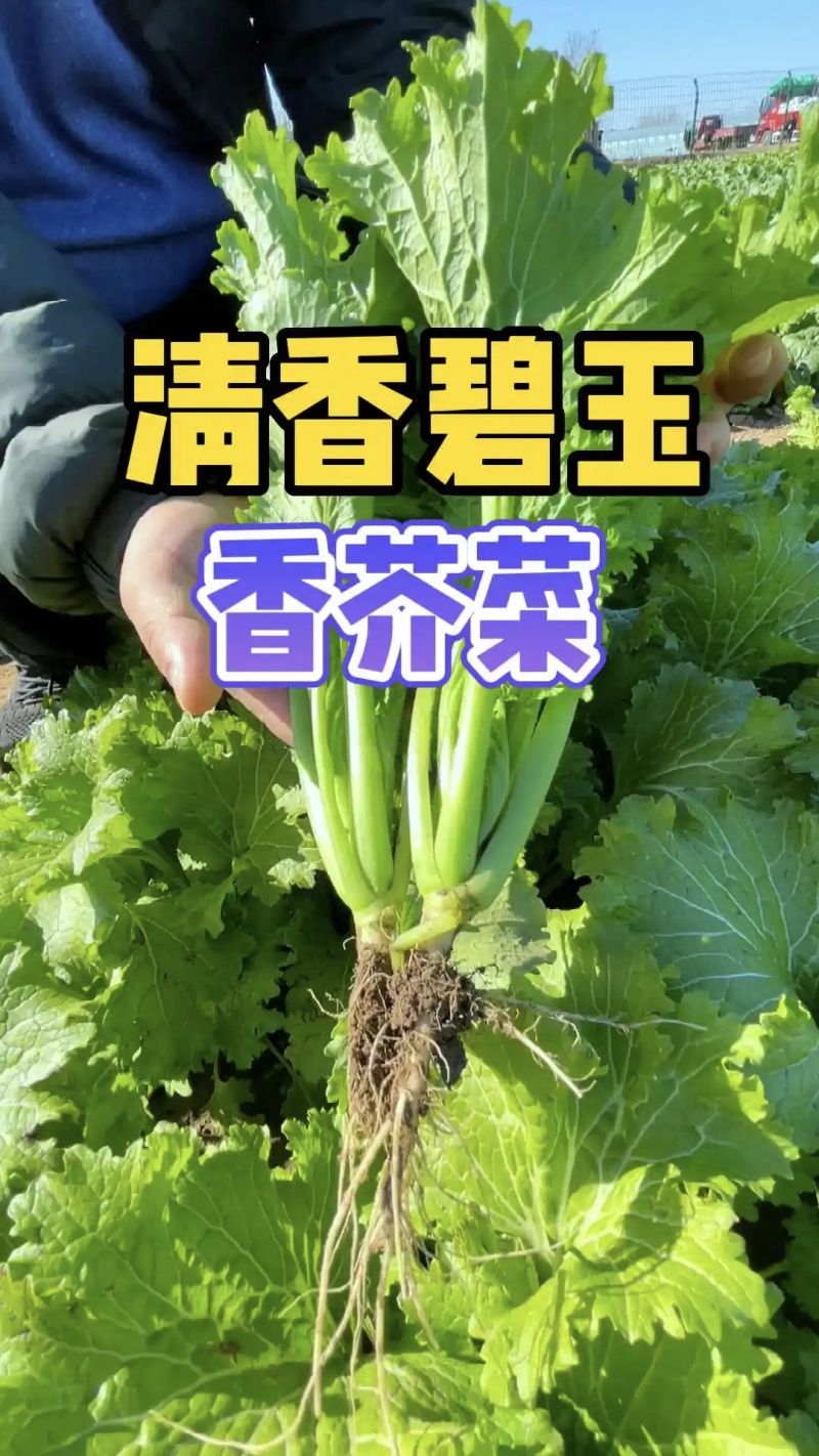 中蔬清香碧玉香芥菜种子饺子菜种籽春秋特色四季阳台蔬菜