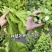 中蔬清香碧玉香芥菜种子饺子菜种籽春秋特色四季阳台蔬菜