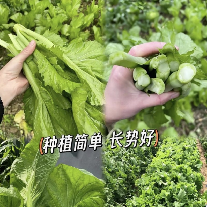 中蔬清香碧玉香芥菜种子饺子菜种籽春秋特色四季阳台蔬菜