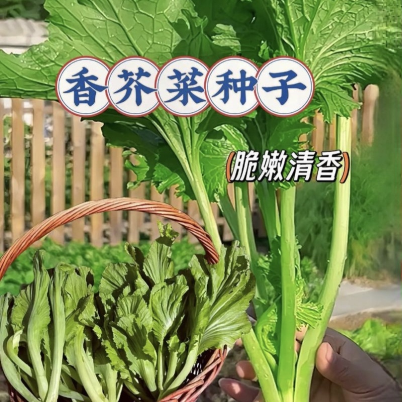 中蔬清香碧玉香芥菜种子饺子菜种籽春秋特色四季阳台蔬菜