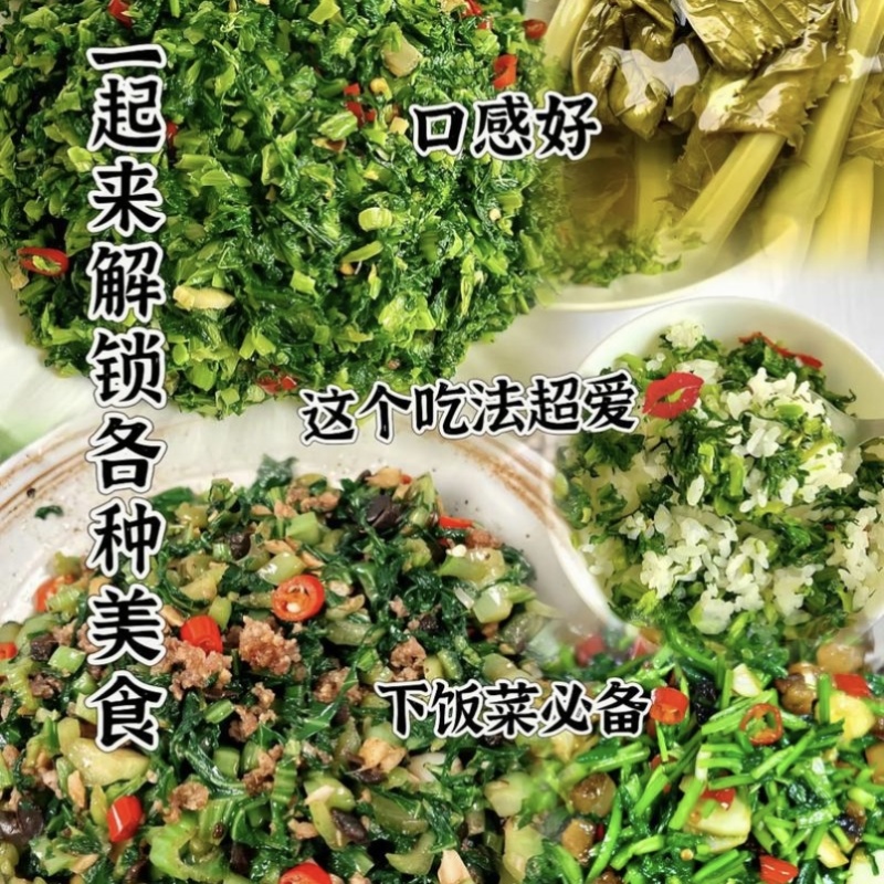 中蔬清香碧玉香芥菜种子饺子菜种籽春秋特色四季阳台蔬菜