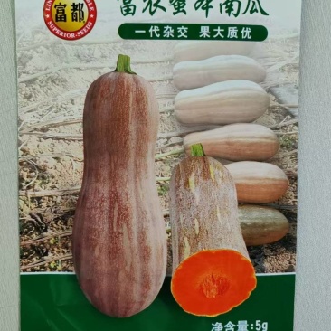 南瓜种子富农蜜本南瓜肉厚大果高产红肉腔小适应强