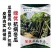 绿优抗病冬瓜种子黑亮铁心冬瓜种子耐热高产黑皮大冬瓜种籽
