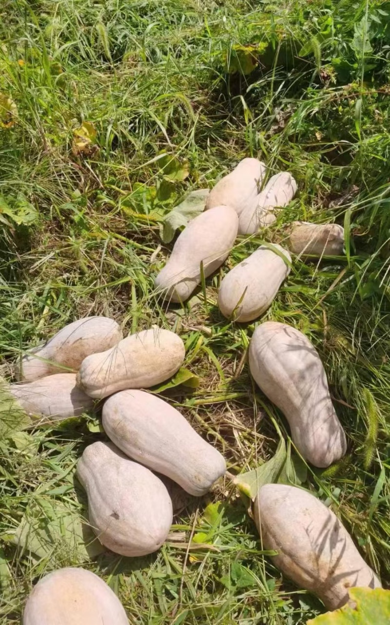 南瓜种子富农蜜本南瓜肉厚大果高产红肉腔小适应强