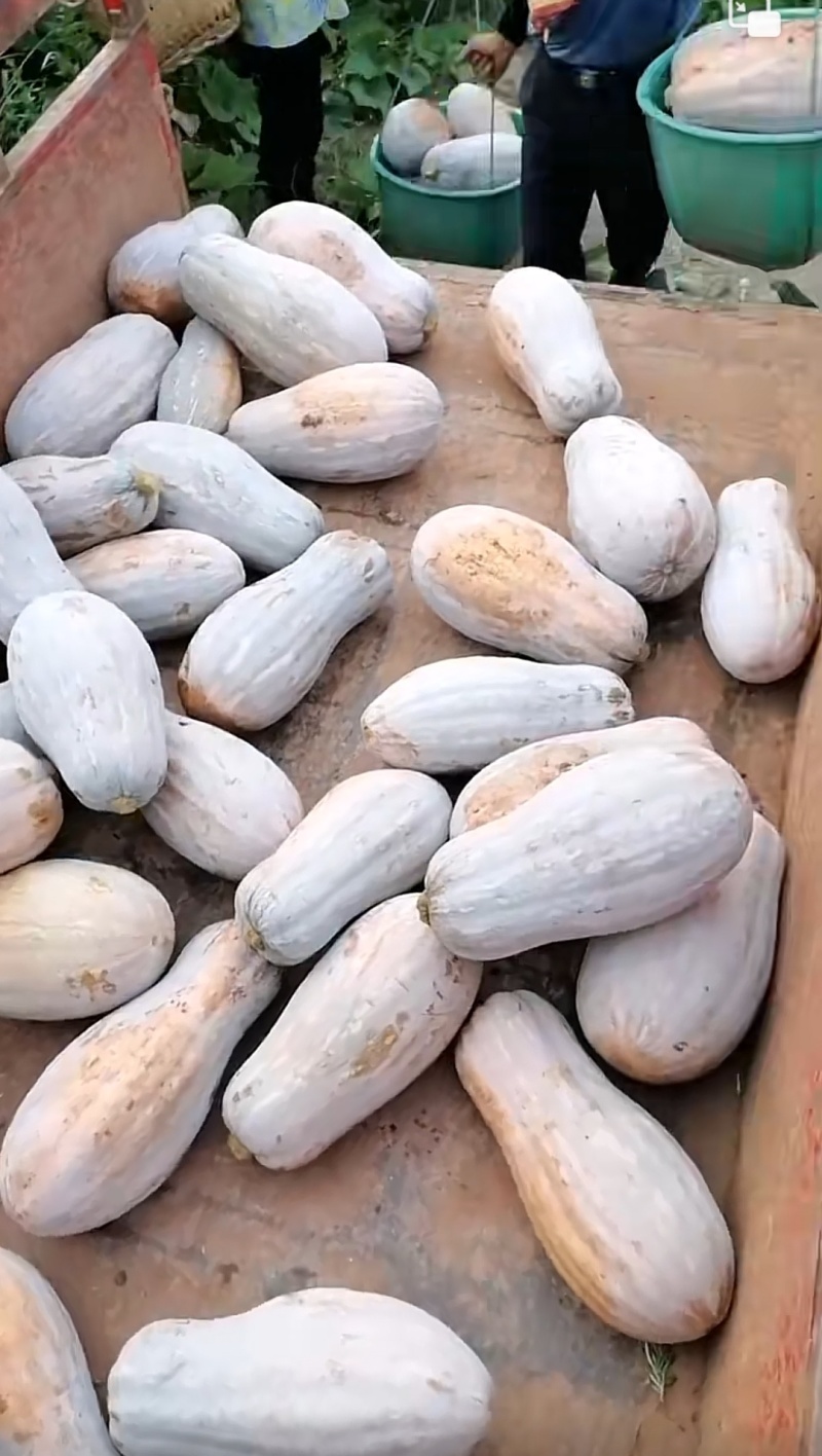 南瓜种子富农蜜本南瓜肉厚大果高产红肉腔小适应强