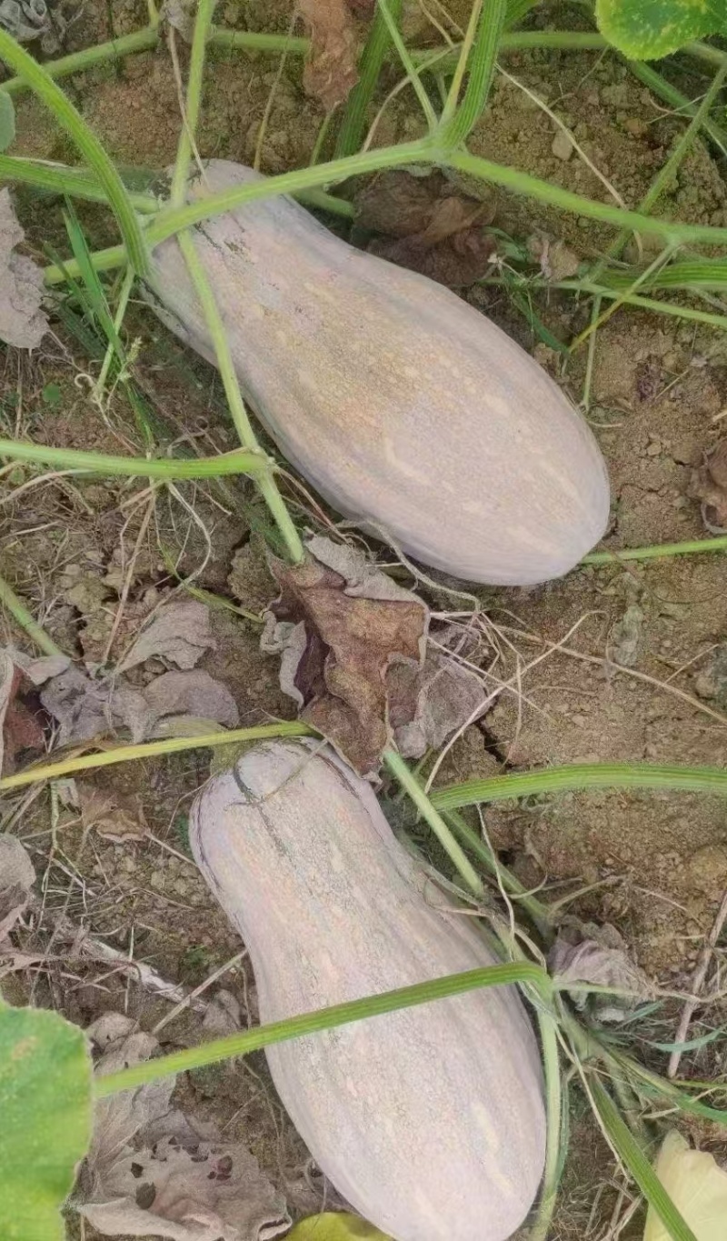 南瓜种子富农蜜本南瓜肉厚大果高产红肉腔小适应强