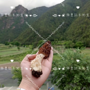 野生羊肚菌香格里拉梅里雪山海拔4100