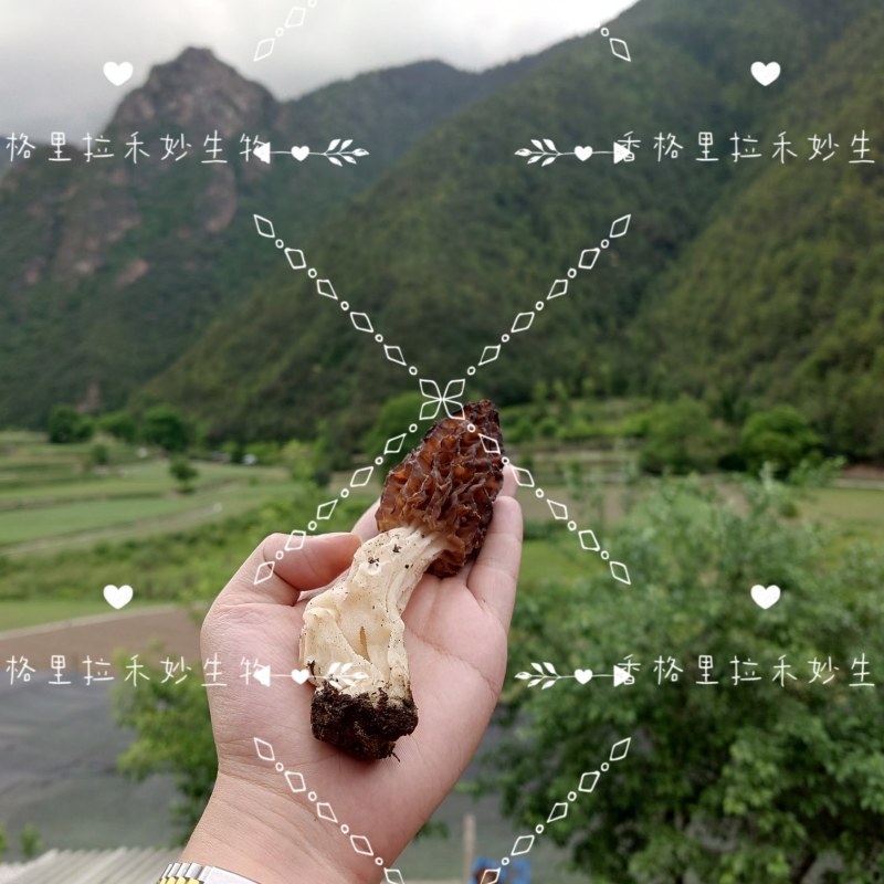 野生羊肚菌香格里拉梅里雪山海拔4100