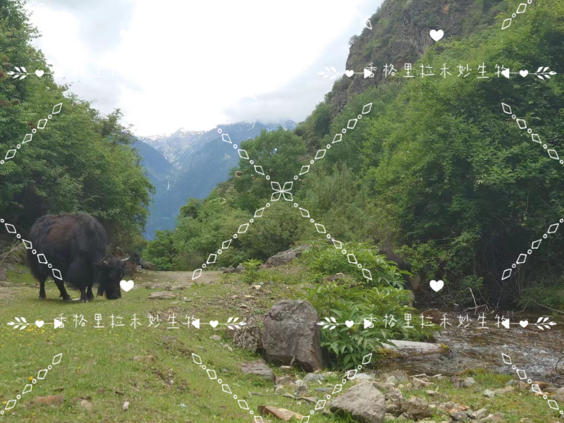 野生羊肚菌香格里拉梅里雪山海拔4100