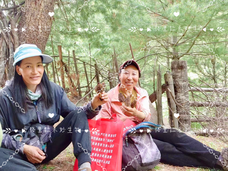 野生羊肚菌香格里拉梅里雪山海拔4100