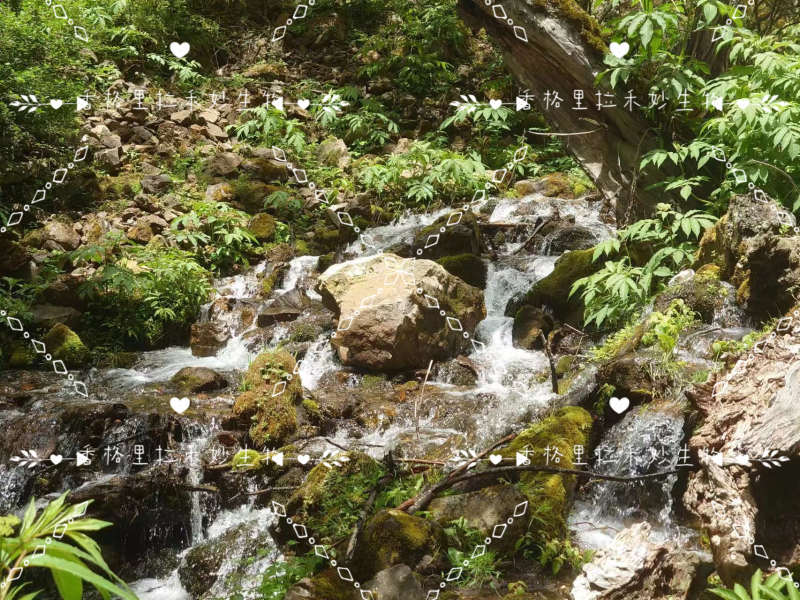 野生羊肚菌香格里拉梅里雪山海拔4100