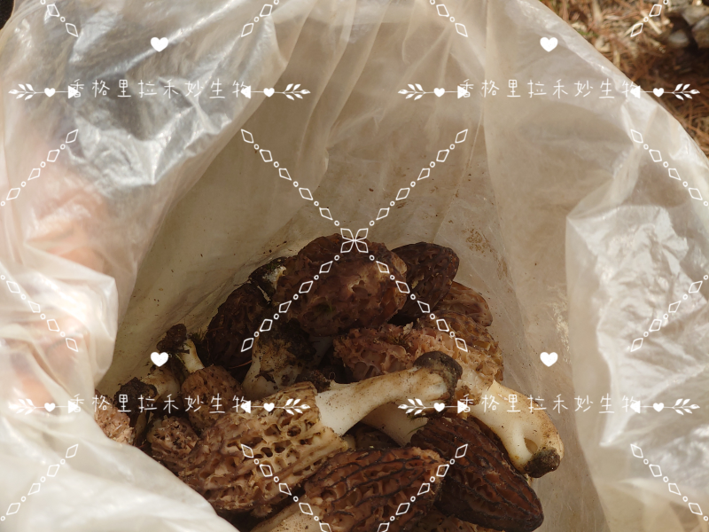 野生羊肚菌香格里拉梅里雪山海拔4100