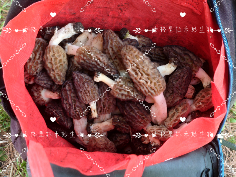 野生羊肚菌香格里拉梅里雪山海拔4100