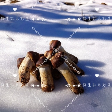 香格里拉高原雪域红松茸海拔3300冰川融水
