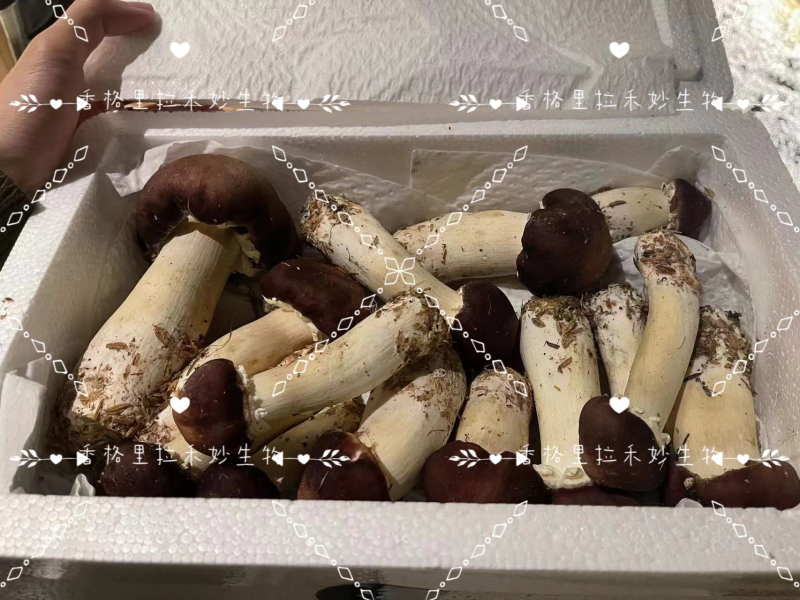 香格里拉高原雪域红松茸海拔3300冰川融水