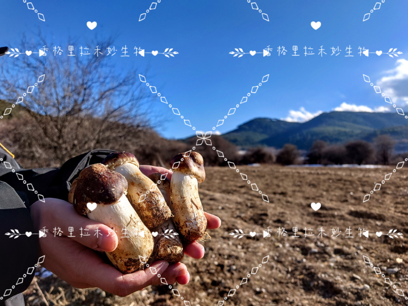 香格里拉高原雪域红松茸海拔3300冰川融水