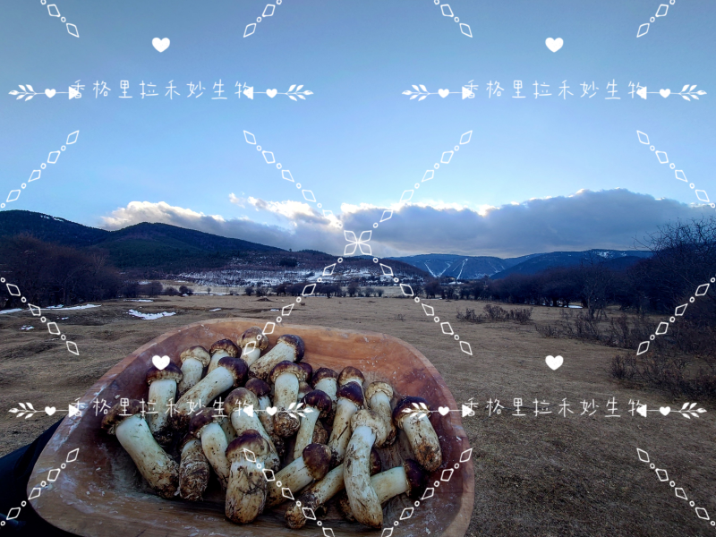 香格里拉高原雪域红松茸海拔3300冰川融水