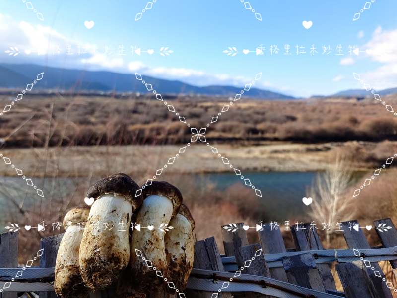 香格里拉高原雪域红松茸海拔3300冰川融水