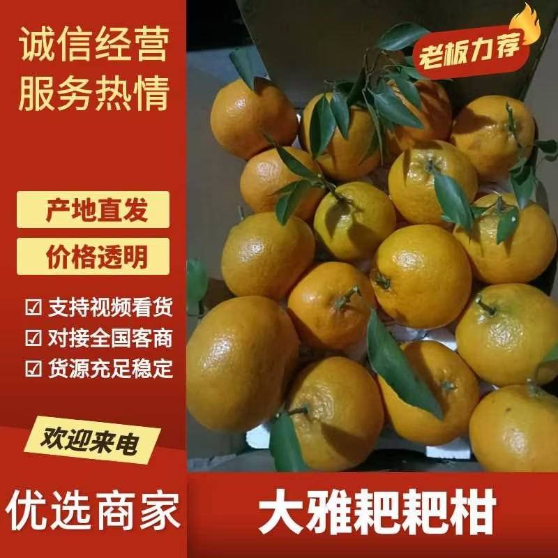 【爆】四川武胜大雅柑耙耙柑，口感纯正，入口化渣可对接电商