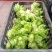 【精品】儿菜大量上市中新鲜一手货源可视频看货量大从优