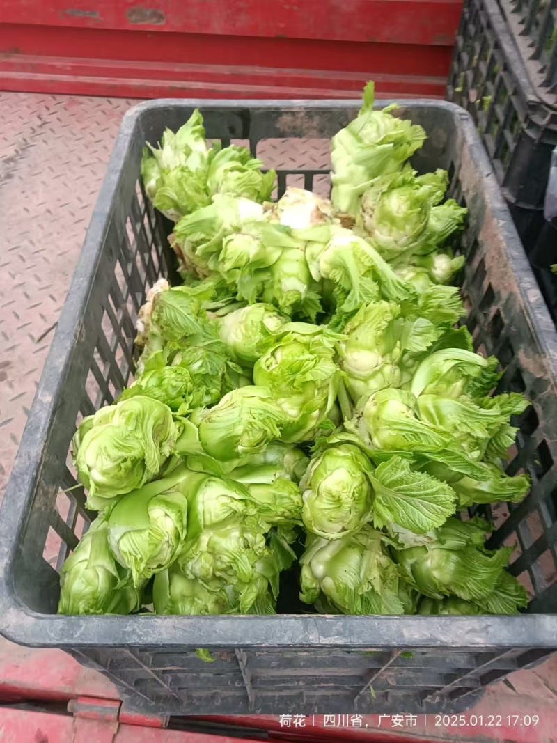 【精品】儿菜大量上市中新鲜一手货源可视频看货量大从优